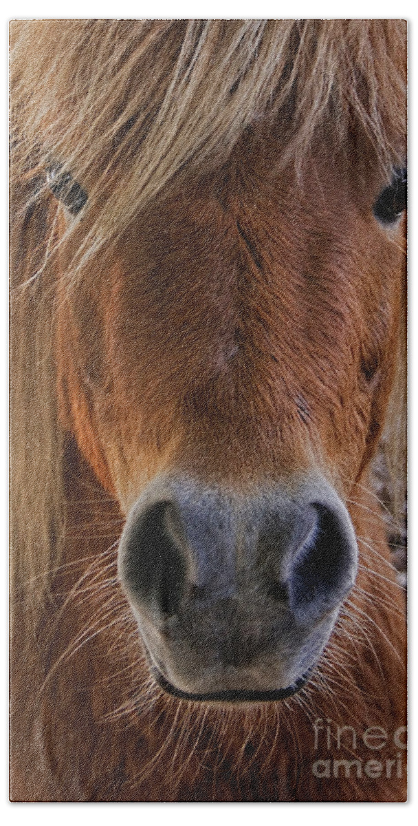Miniature Horse Hand Towel featuring the photograph Miniature Horse Portrait by Olga Hamilton
