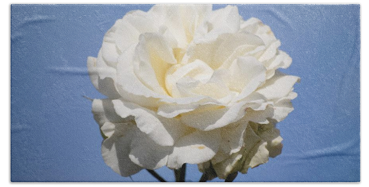 White Rose Bath Towel featuring the photograph Minnie's Rose by Susan Stevens Crosby