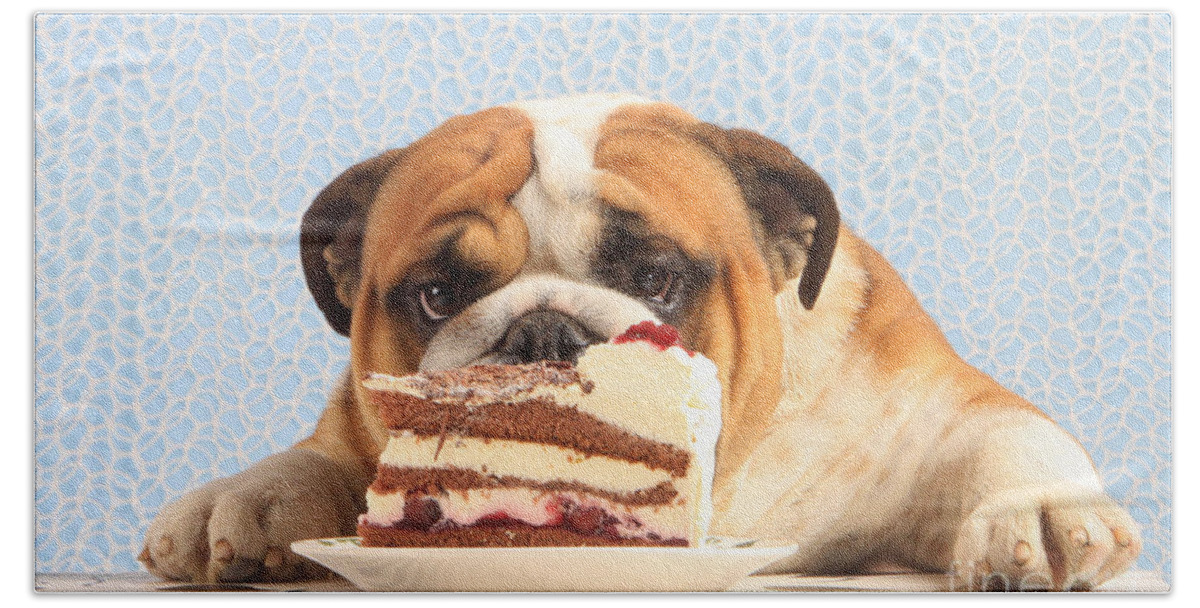 English Bulldog Hand Towel featuring the photograph Mmm, Cake by Christine Steimer
