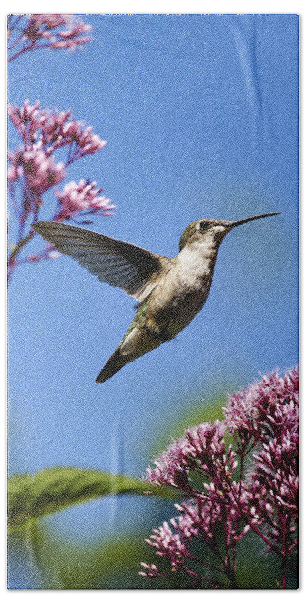 Hummingbird Hand Towel featuring the photograph Modern Beauty by Christina Rollo