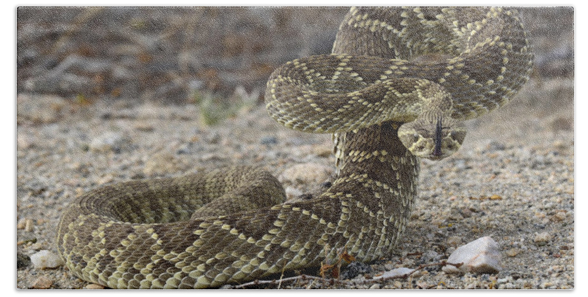 Mojave Bath Towel featuring the photograph Mojave Green Rattlesnake Ready And Willing by Bob Christopher