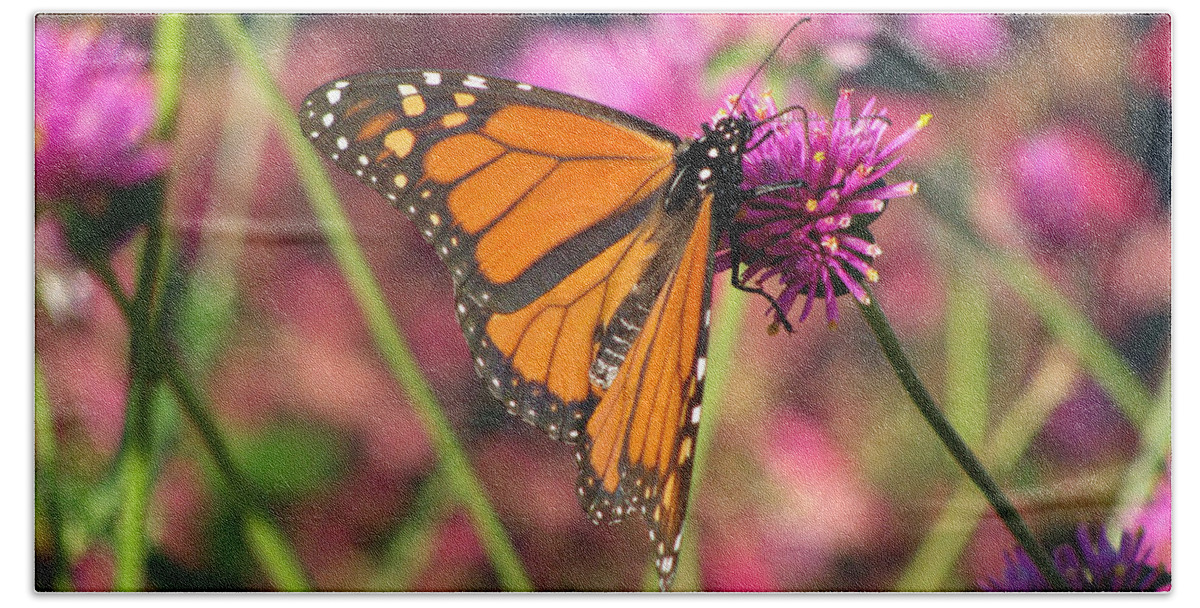 Butterfly Bath Towel featuring the photograph Monarch Butterfly 02 by Pamela Critchlow