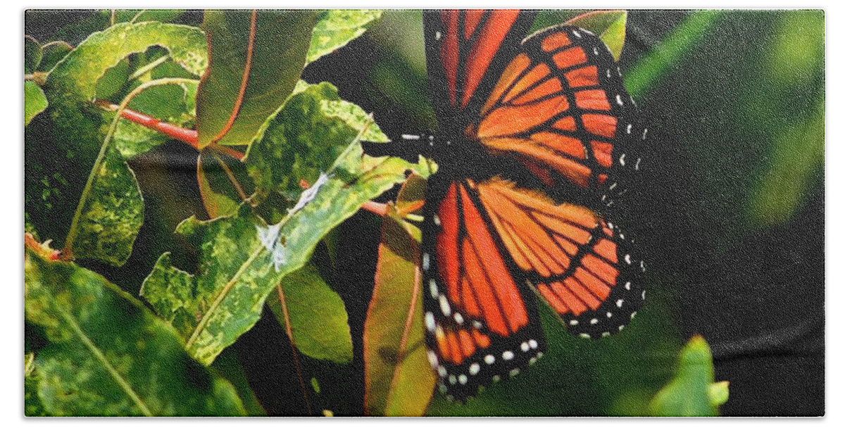 Viceroy Butterfly Bath Towel featuring the photograph Viceroy Butterfly II by Michael Saunders