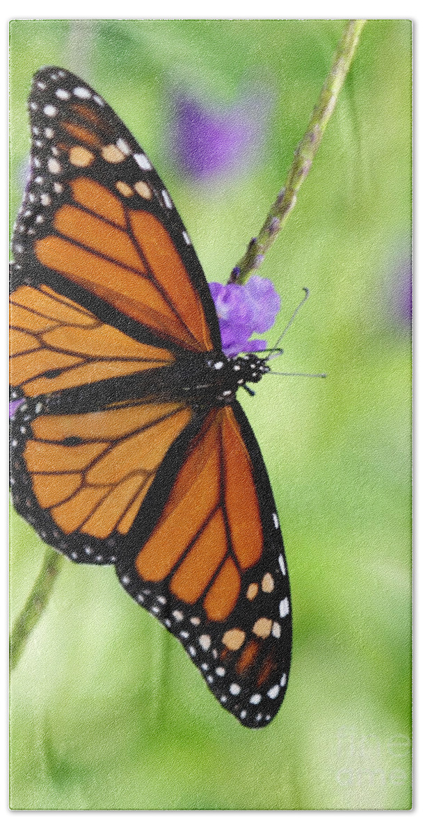 Macro Hand Towel featuring the photograph Monarch Butterfly in Spring by Sabrina L Ryan
