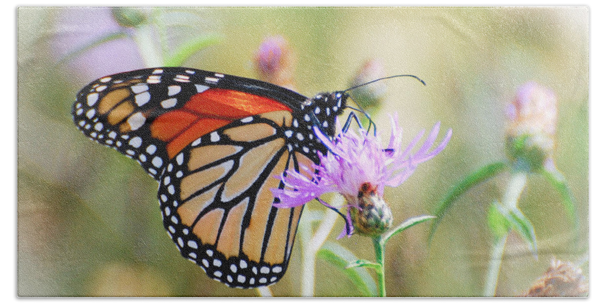 Monarch Butterfly Bath Towel featuring the photograph Monarch Butterfly by Kerri Farley