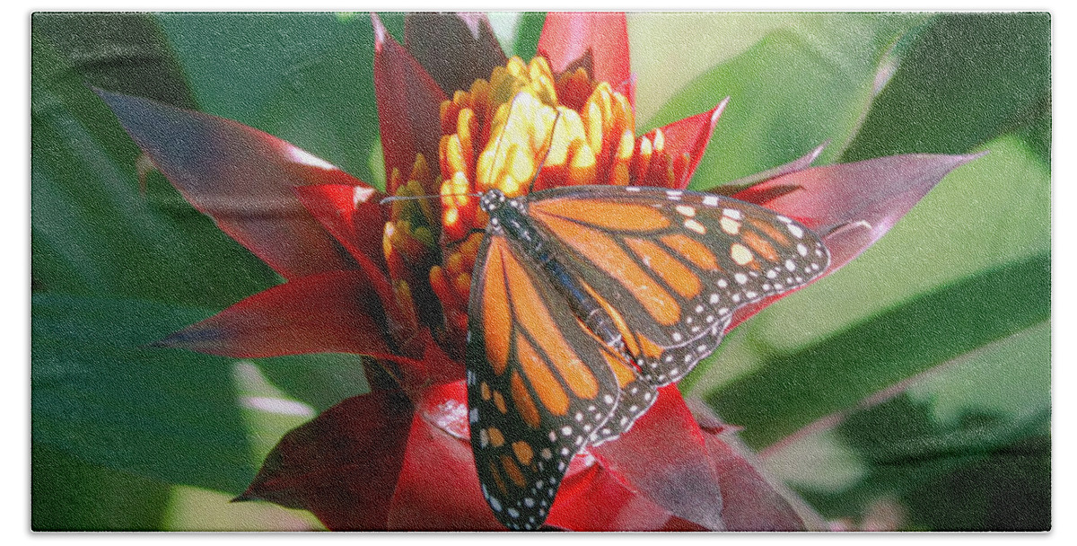 Fred Larson Hand Towel featuring the photograph Monarch Butterfly on a Bromeliad by Fred Larson