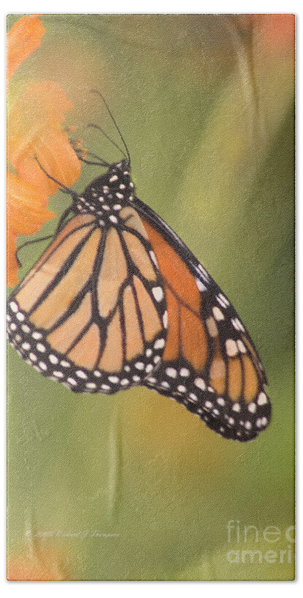 Animal Bath Towel featuring the photograph Monarch Butterfly by Richard J Thompson