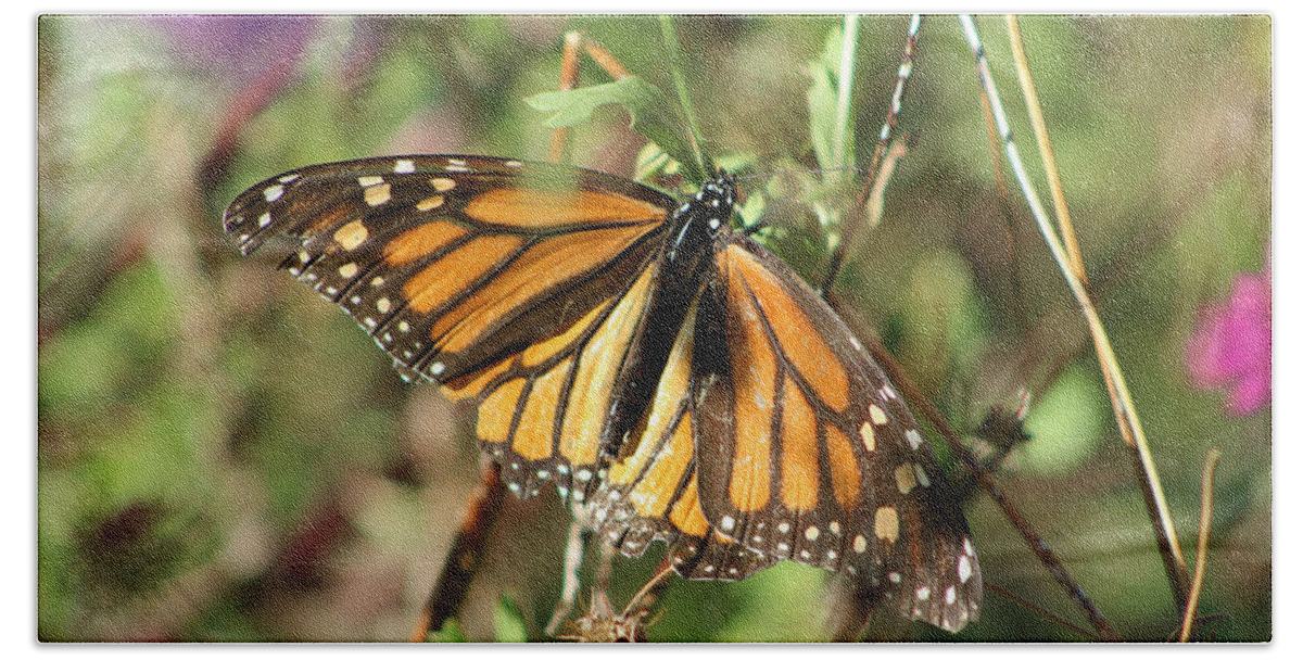 Monarch Bath Towel featuring the photograph Monarch Matriarch by Deana Glenz