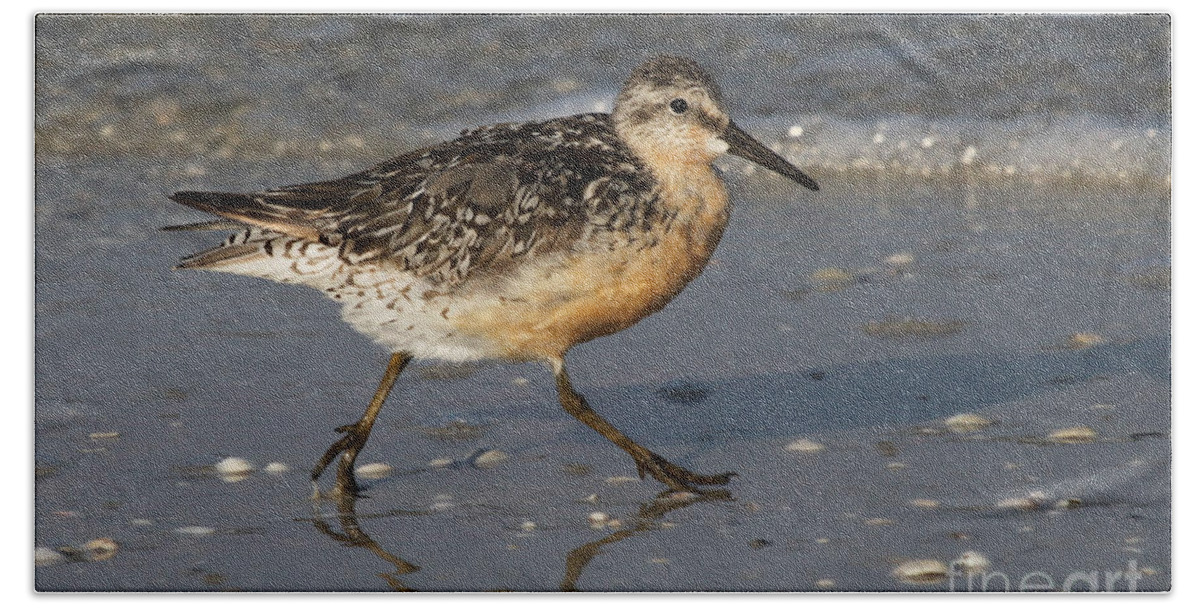 Red Knot Bath Towel featuring the photograph Red Knot by Meg Rousher