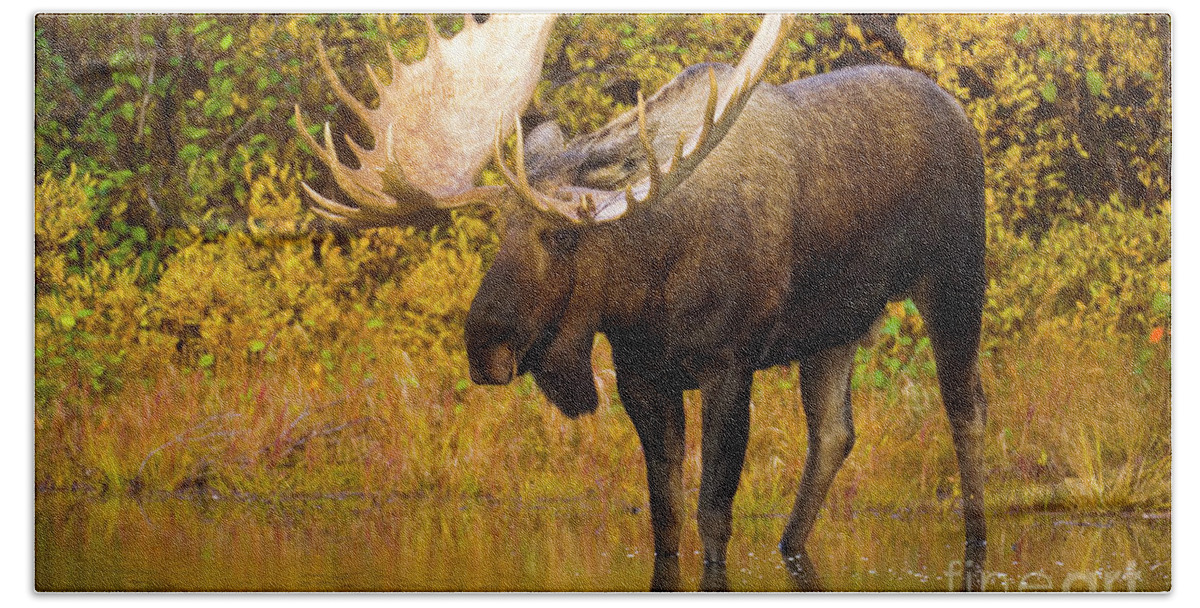 00345399 Hand Towel featuring the photograph Moose In Glacial Kettle Pond by Yva Momatiuk John Eastcott