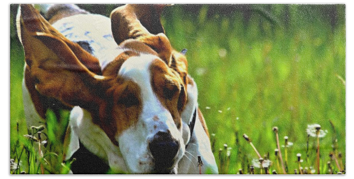 Dog Photo Hand Towel featuring the photograph Basset Hound running 2 by Marysue Ryan