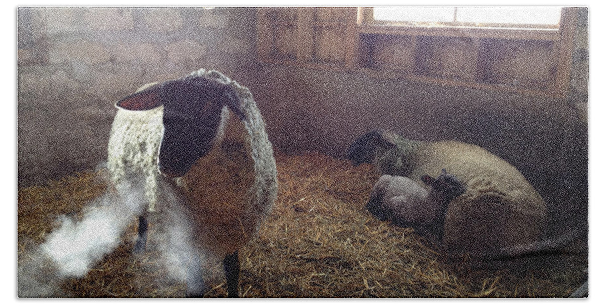Farm Animals Bath Towel featuring the photograph Morning Breath 1C by Carrie Godwin