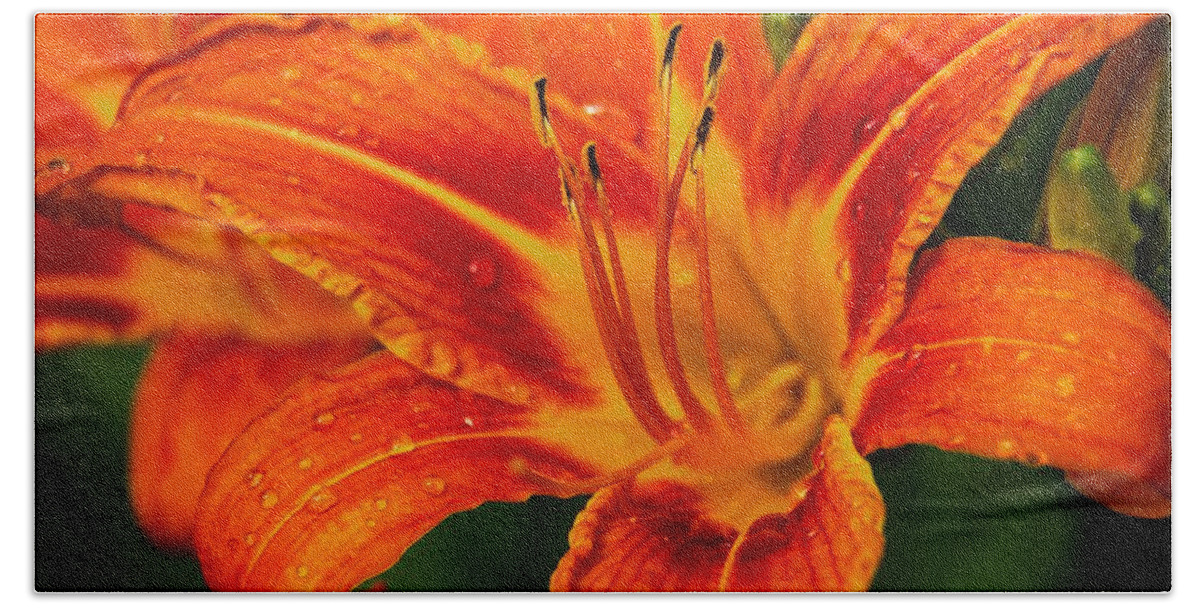 Day Lily Hand Towel featuring the photograph Morning Dew by Dave Files