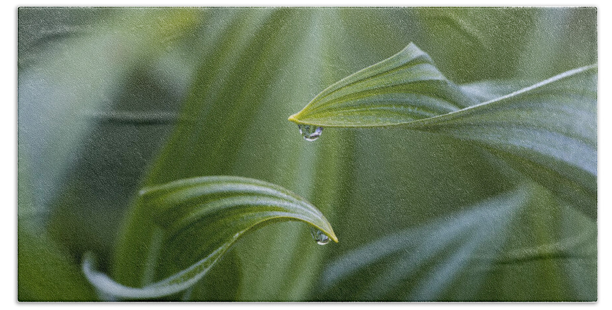 Dew Hand Towel featuring the photograph Morning Dew by Michael Dawson