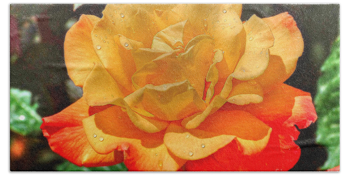 Flowers Bath Towel featuring the photograph Morning Dew On A Yellow Rose by Kathy Baccari