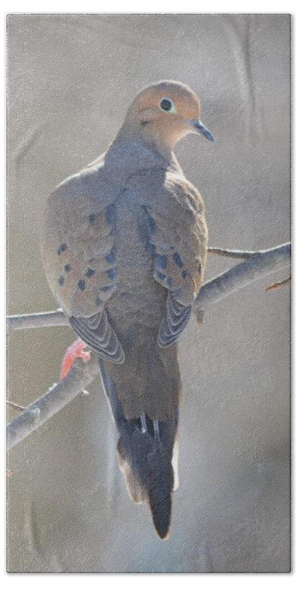 Morning Dove Bath Towel featuring the photograph Mourning Dove by Richard Bryce and Family