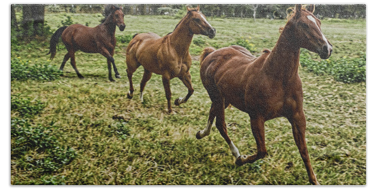 Horses Hand Towel featuring the photograph Morning Run by Shannon Story