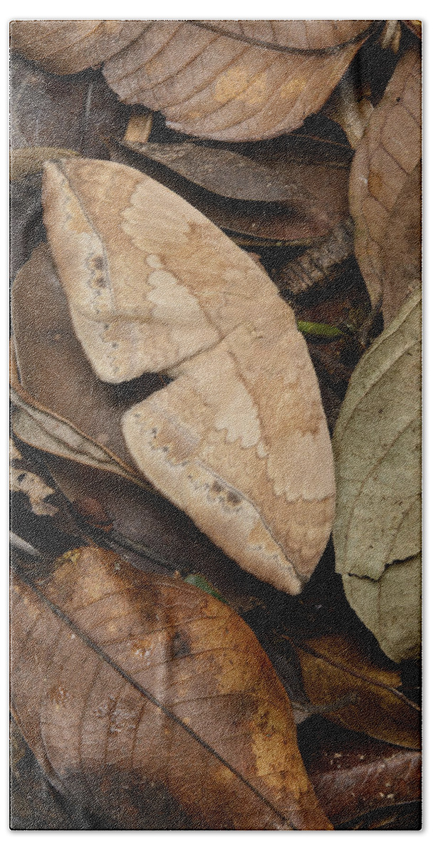 Ch'ien Lee Bath Towel featuring the photograph Moth Camouflaged Against Leaf Litter by Ch'ien Lee