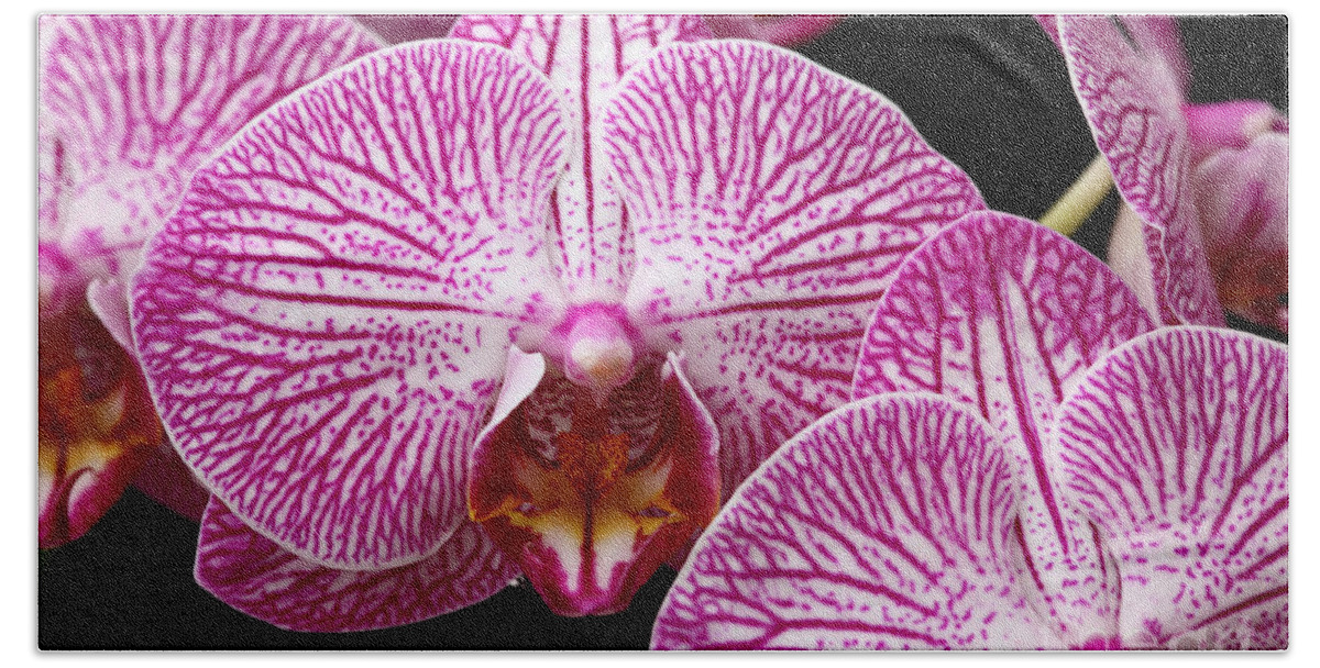 Orchids Hand Towel featuring the photograph Moth Orchid Patterns by James Brunker