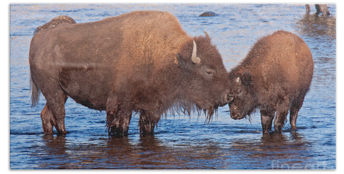 Autumn Bath Towel featuring the photograph Mother and Calf Bison in the Lamar River in Yellowstone National Park by Fred Stearns