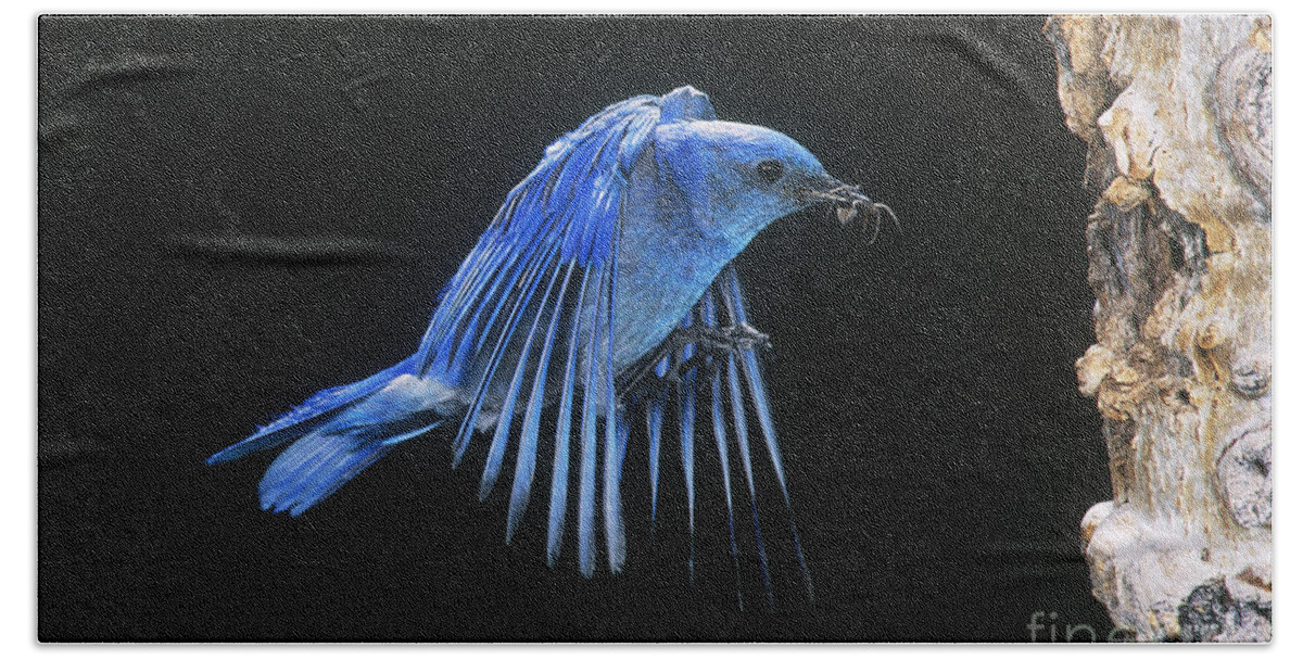 Animal Hand Towel featuring the photograph Mountain Bluebird Flying To Nest by Anthony Mercieca