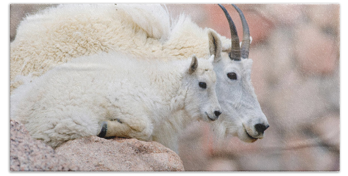 Animal Bath Towel featuring the photograph Mountain Goat Kid With Mother by Craig K. Lorenz