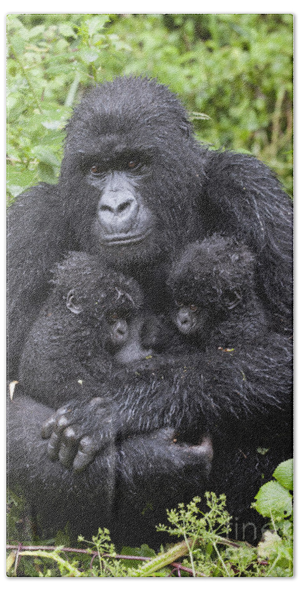 Feb0514 Bath Towel featuring the photograph Mountain Gorilla Mother And Twins by Suzi Eszterhas