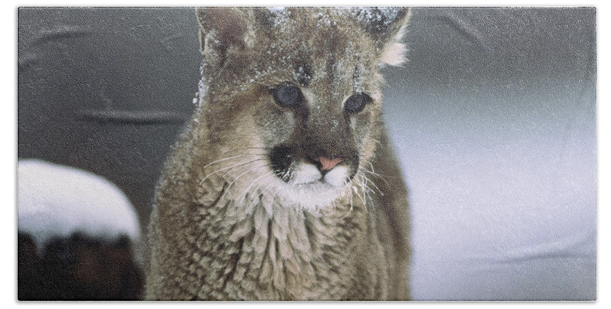 Feb0514 Bath Towel featuring the photograph Mountain Lion Cub In Snow Montana by Tim Fitzharris