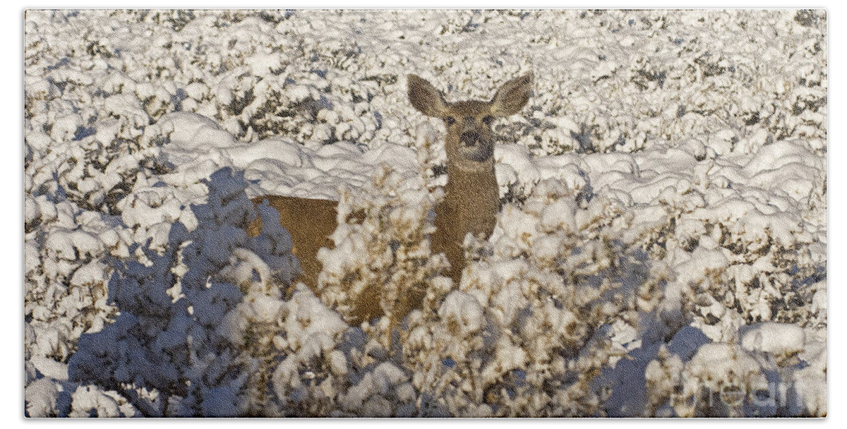 Deer Bath Towel featuring the photograph Mule Deer  #0061 by J L Woody Wooden