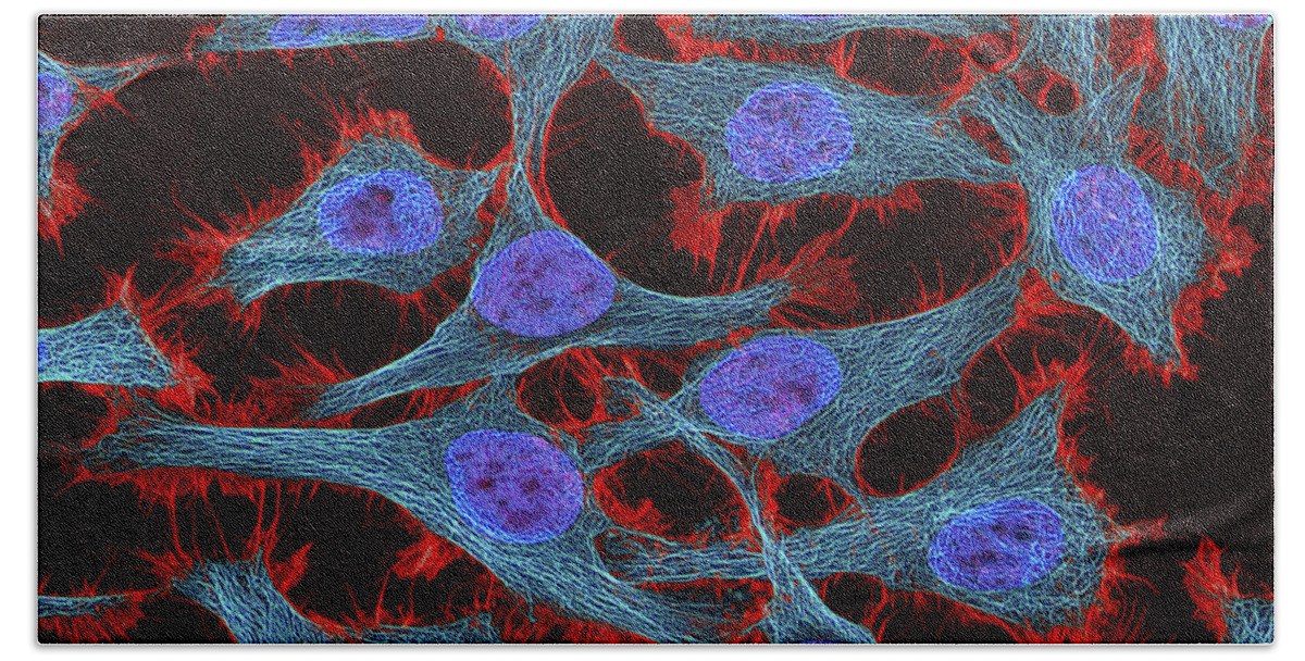 Horizontal Hand Towel featuring the photograph Multiphoton Fluorescence Image Of Hela by National Institutes of Health