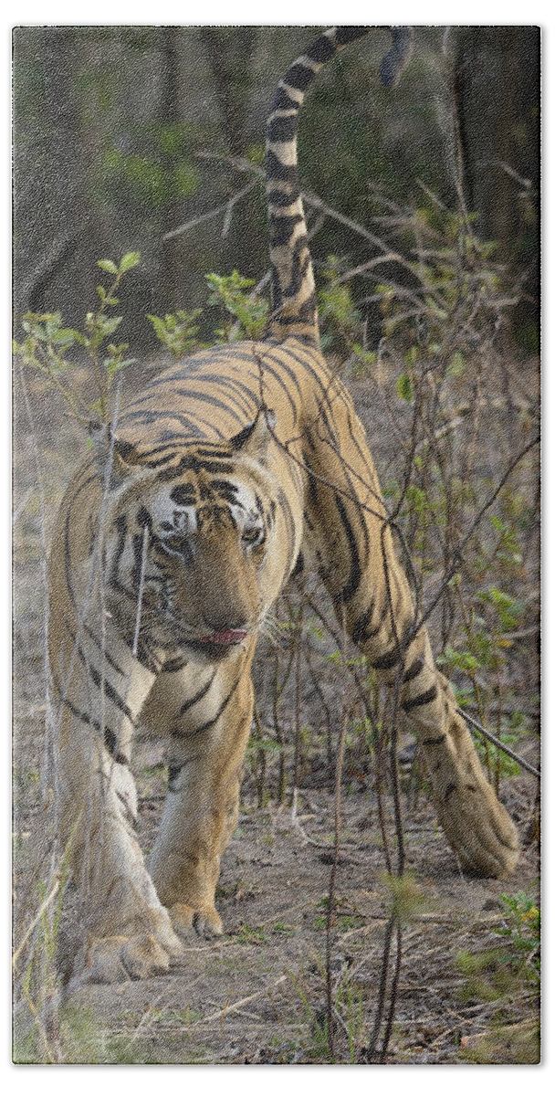 Tiger Bath Towel featuring the photograph Munna of Kanha by Fotosas Photography