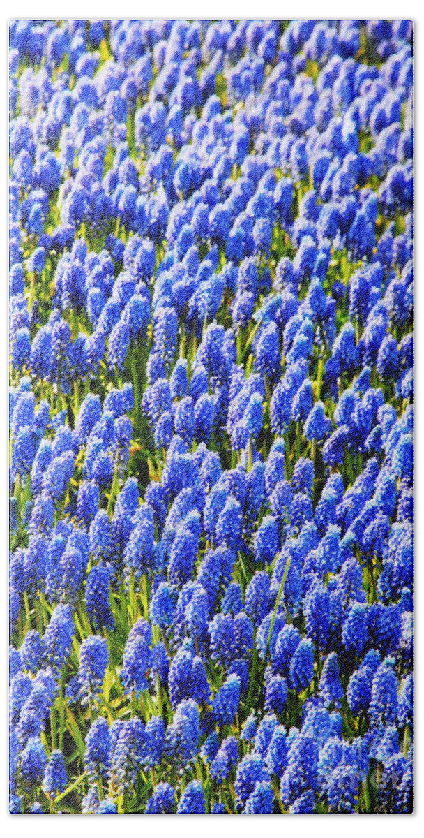 Muscari Hand Towel featuring the photograph Muscari Early Magic by Jasna Buncic