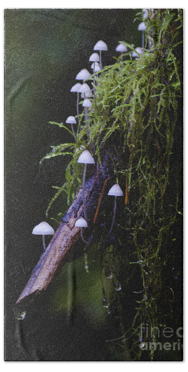 Mushrooms Bath Towel featuring the photograph Mushrooms Columbia River Gorge Oregon 1 by Bob Christopher