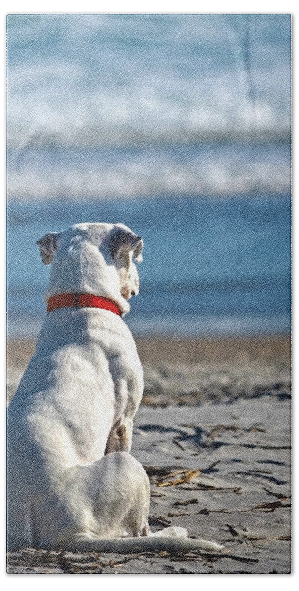 Dog Bath Towel featuring the photograph My First Gift by Sandi OReilly