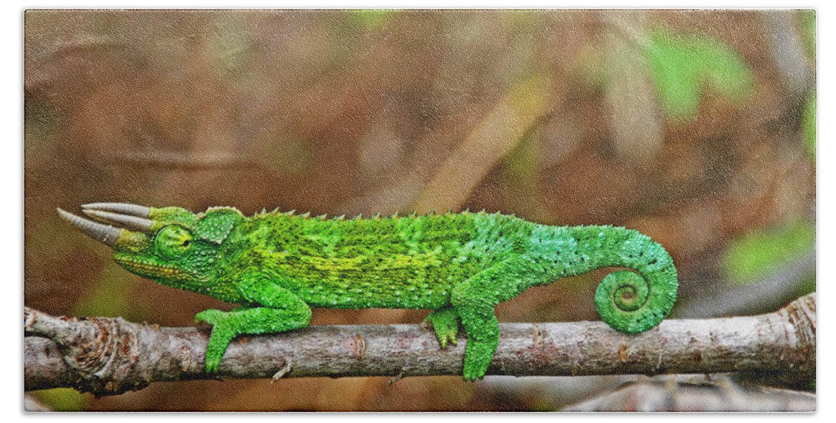 Chameleon Bath Towel featuring the photograph My Magical Tail by Peggy Collins