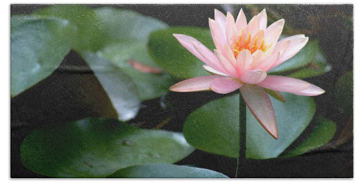 Pink Bath Towel featuring the photograph My Pink Water Lily by Carol Montoya