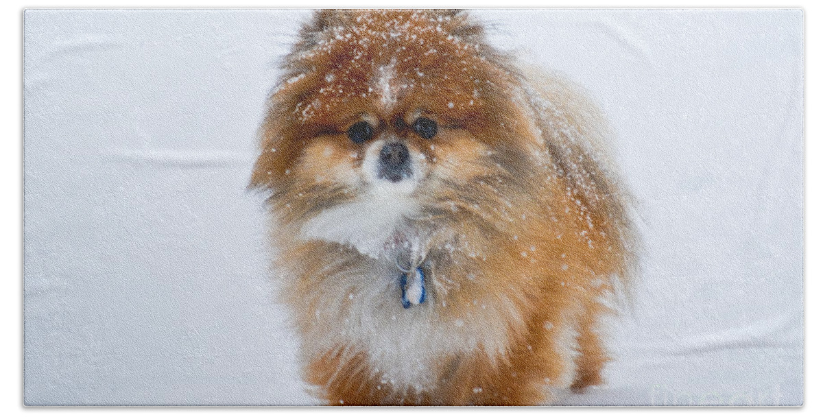 Pomeranian Hand Towel featuring the photograph My Pomeranian Puppy by Gary Keesler