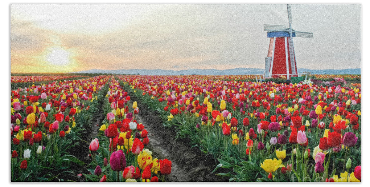 Tulips Bath Towel featuring the photograph My Touch Of Holland 2 by Nick Boren