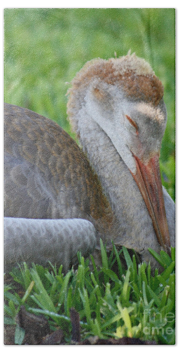 Sandhill Crane Chick Bath Towel featuring the photograph Napping Sandhill Baby by Carol Groenen