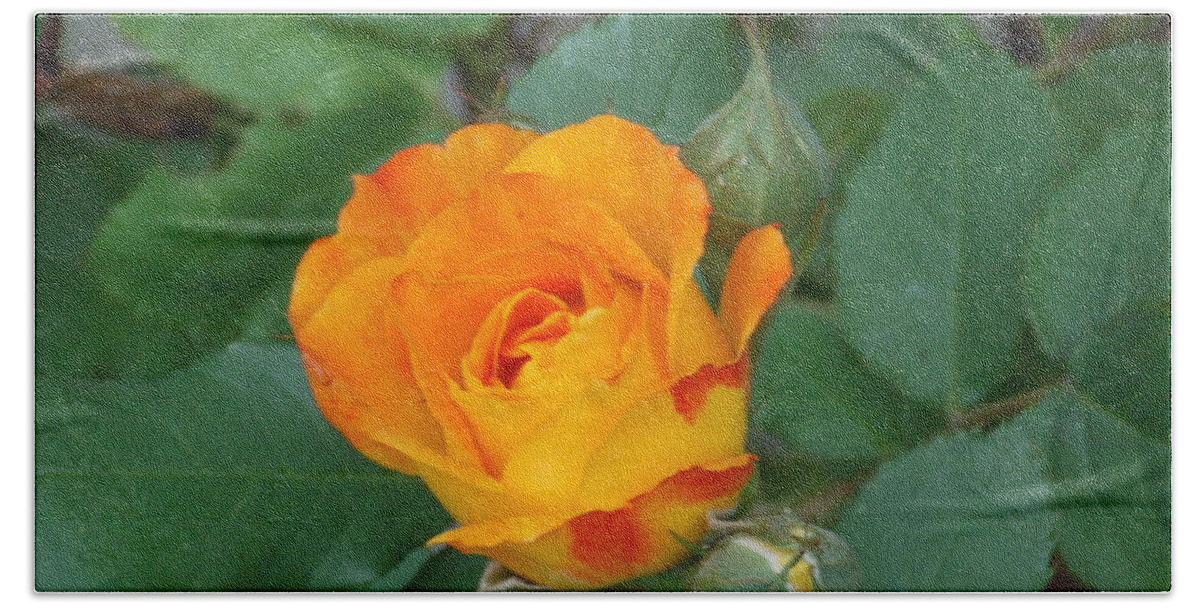 Orange Bath Towel featuring the photograph New Bloom by Catherine Gagne