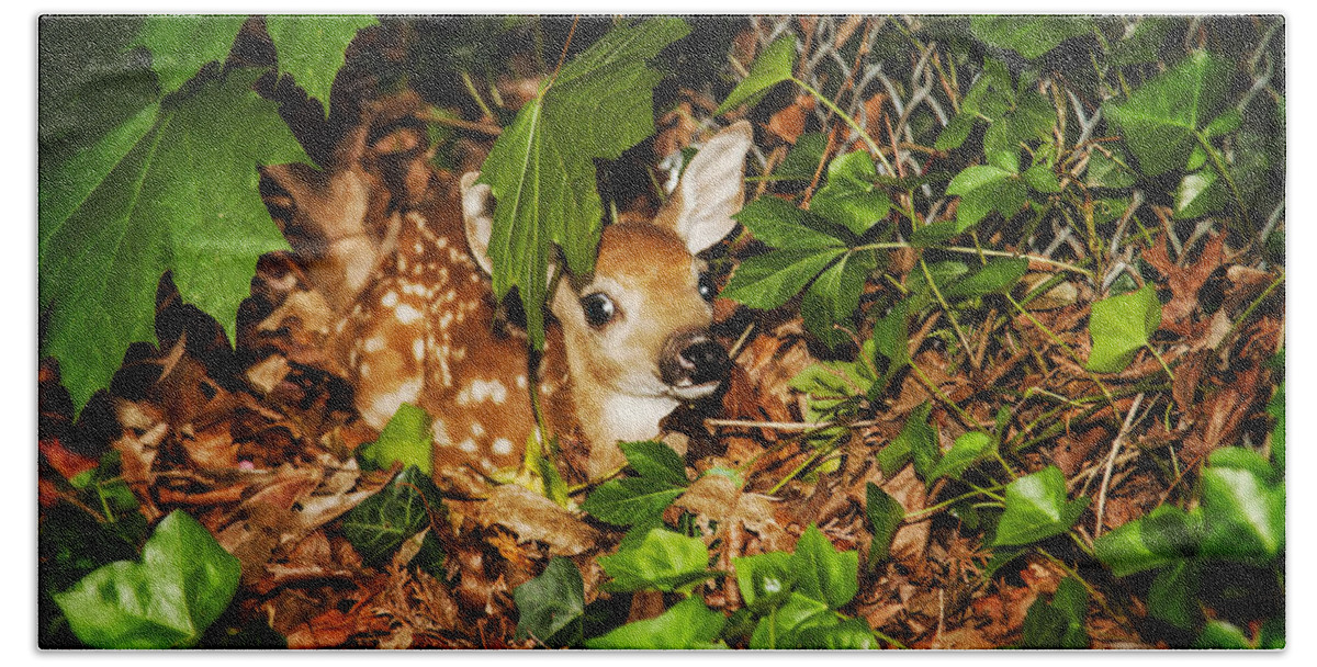Animals Hand Towel featuring the photograph Newborn Fawn by Eleanor Abramson