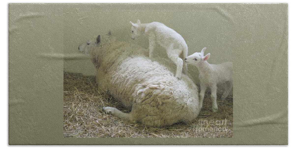Lambs Hand Towel featuring the photograph Newborn Lambs at Play by Ann Horn