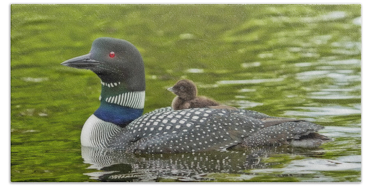 Common Loon Bath Towel featuring the photograph Newborn Loon Chick with Parent by John Vose