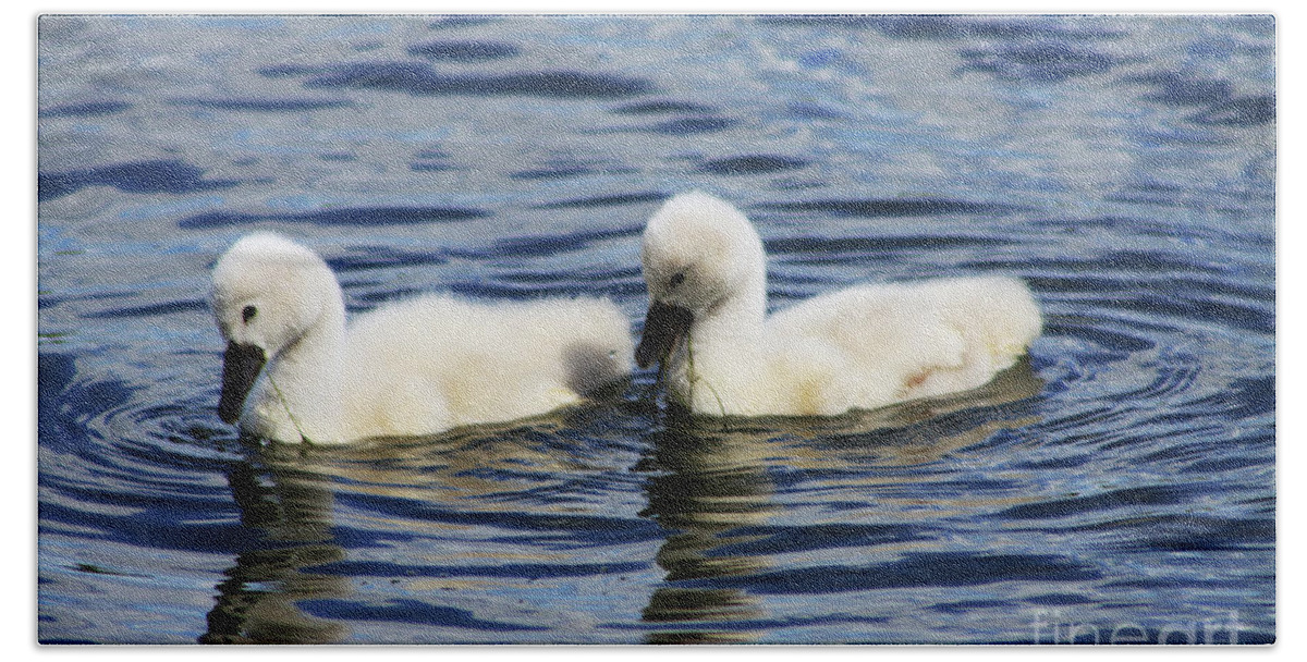 Swans Hand Towel featuring the photograph Newborn Mute Swans by Alyce Taylor