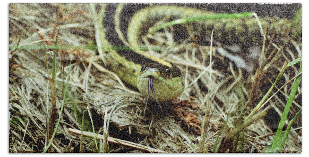 Garter Bath Towel featuring the photograph Nice to Sssssee You by Kevin Fortier