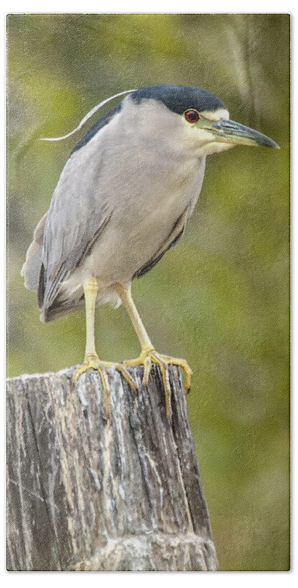 Texas Hand Towel featuring the photograph Night Heron by Carol Erikson