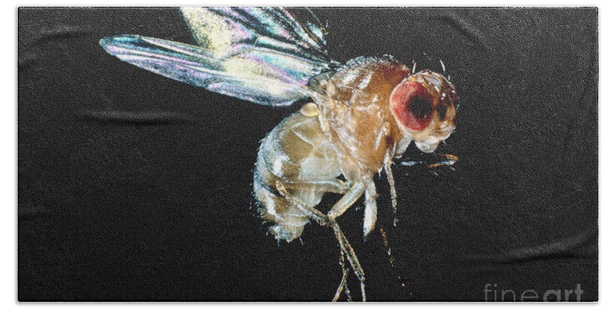 Drosophila Bath Towel featuring the photograph Normal Red-eyed Fruit Fly by Darwin Dale