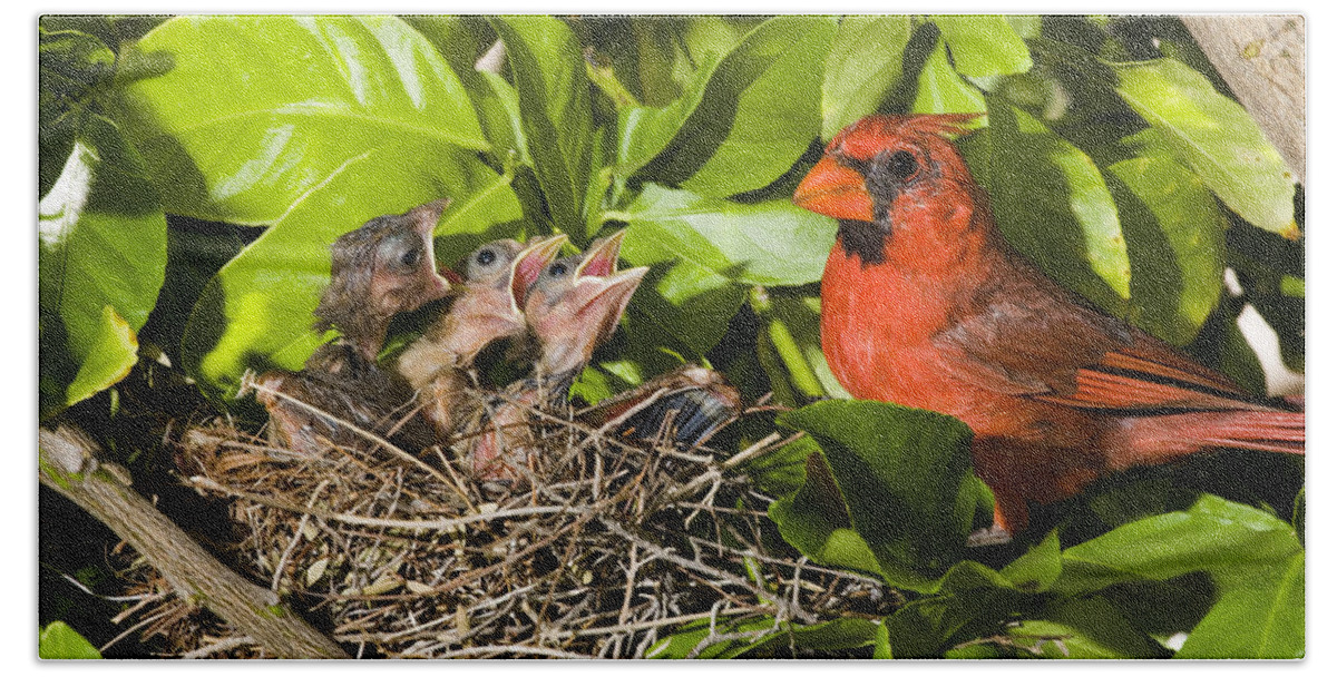 Feb0514 Bath Towel featuring the photograph Northern Cardinal Father And Chicks by Tom Vezo