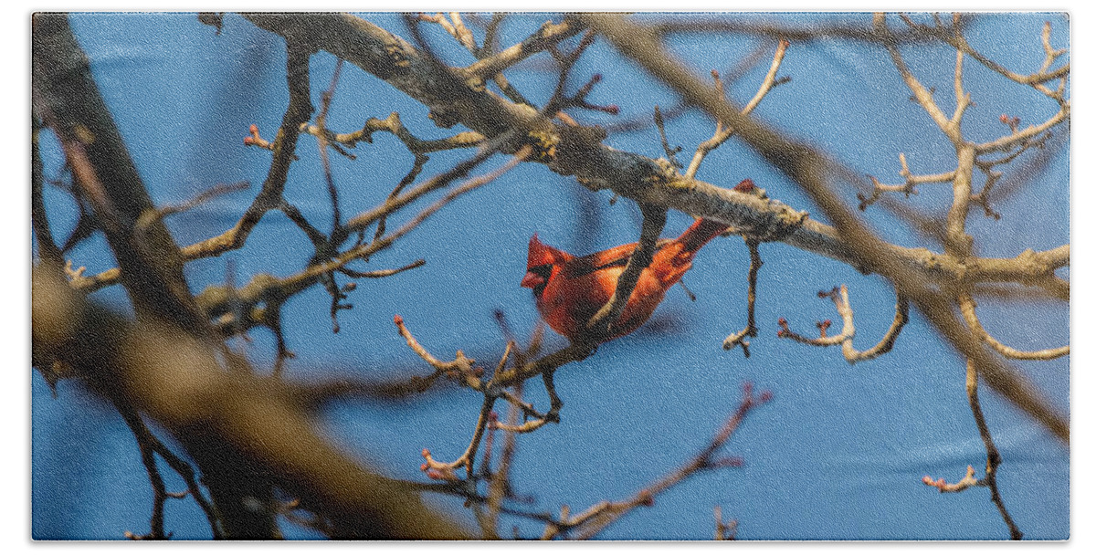Cardinal Bath Towel featuring the photograph Northern Cardinal by SAURAVphoto Online Store