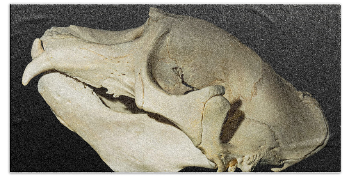 Biology Bath Towel featuring the photograph Northern Elephant Seal Skull by Millard H. Sharp